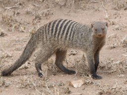 Western_Corridor2009-118